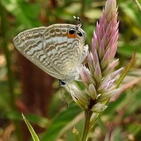 Lampides boeticus Linnaeus, 1767